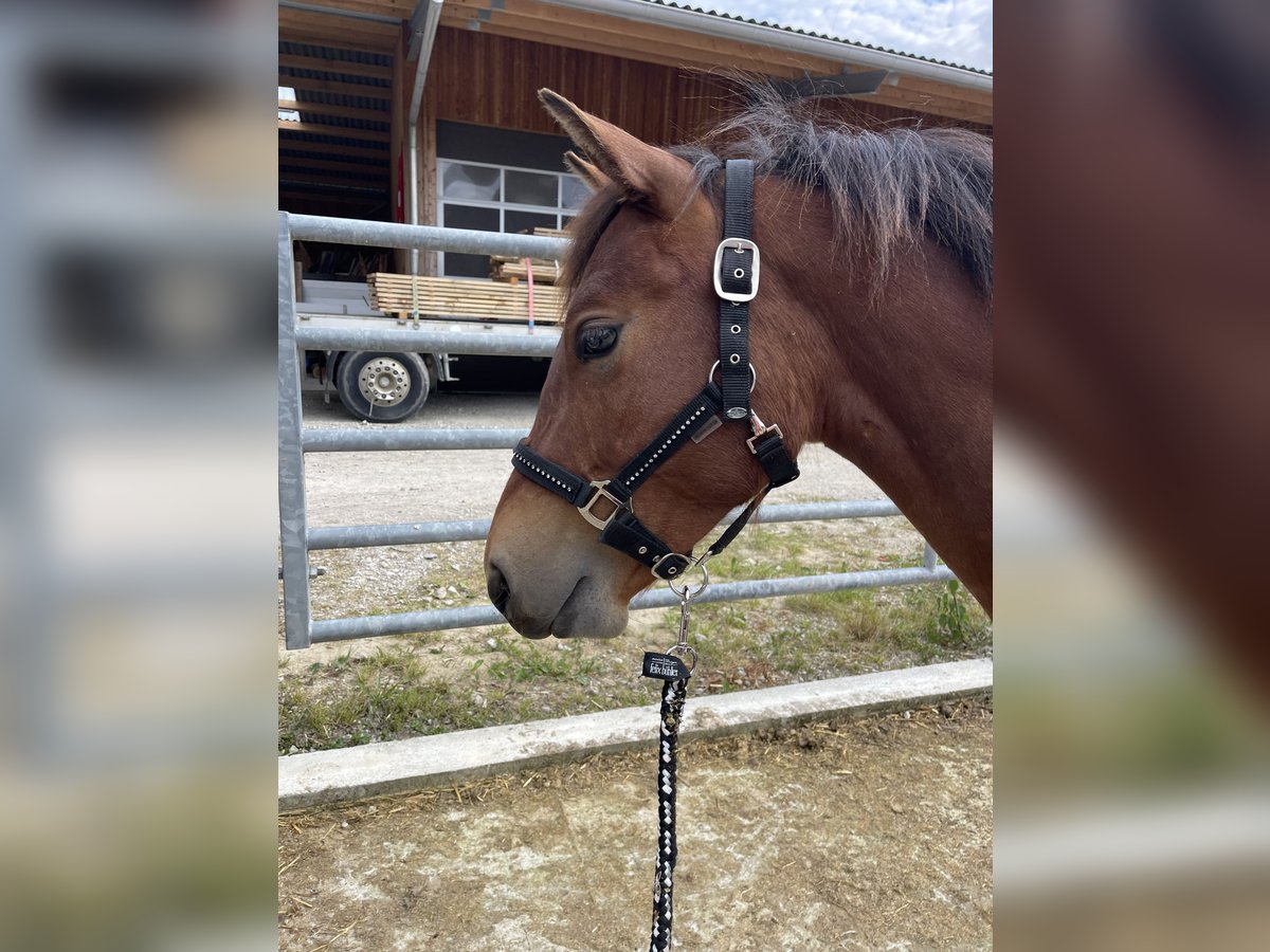 Freiberger Caballo castrado 1 año in Grenchen