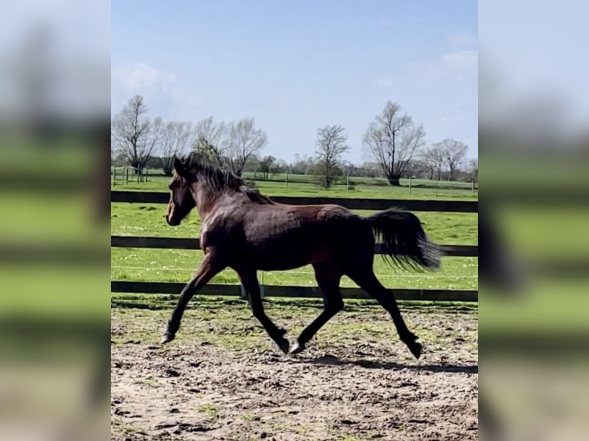 Freiberger Mestizo Caballo castrado 2 años 143 cm Castaño in Fehmarn