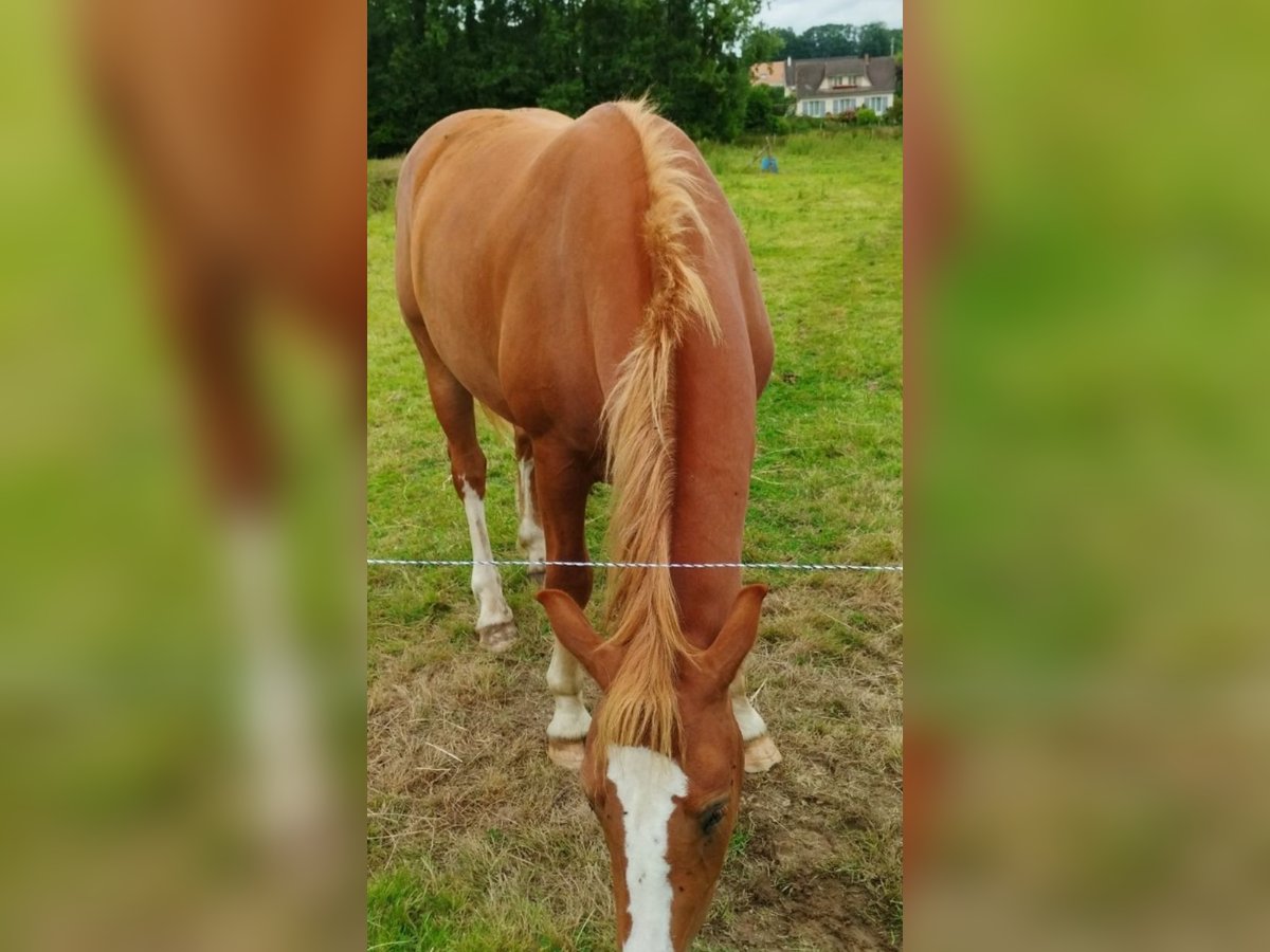 Freiberger Caballo castrado 2 años 160 cm Alazán in Valliquerville