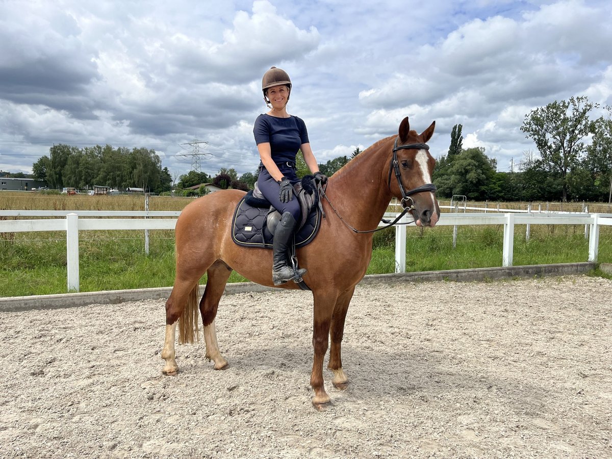 Freiberger Caballo castrado 3 años 155 cm Alazán in Rümmingen