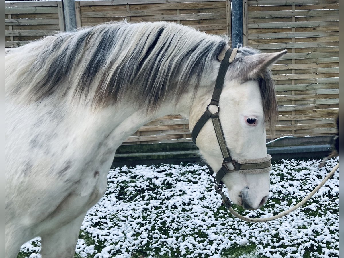 Freiberger Mestizo Caballo castrado 3 años 155 cm White/Blanco in Großengottern