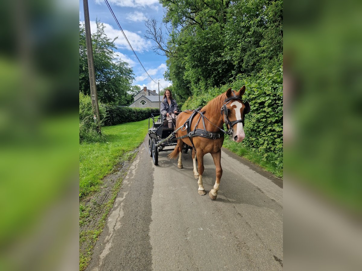 Freiberger Caballo castrado 3 años 157 cm Alazán in Modave