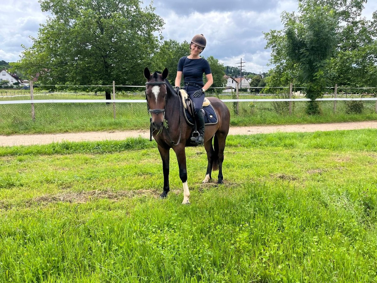 Freiberger Caballo castrado 3 años 157 cm Castaño oscuro in Rümmingen