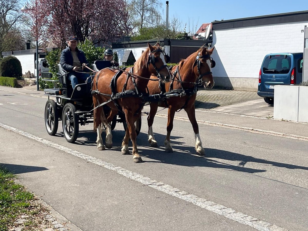 Freiberger Caballo castrado 3 años 158 cm Alazán in R&#xFC;mmingen