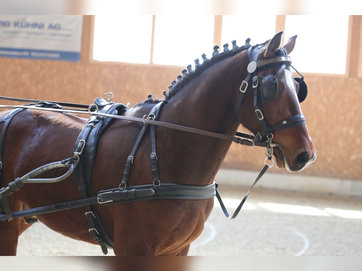 Freiberger Caballo castrado 3 años 160 cm Castaño in Oschwand