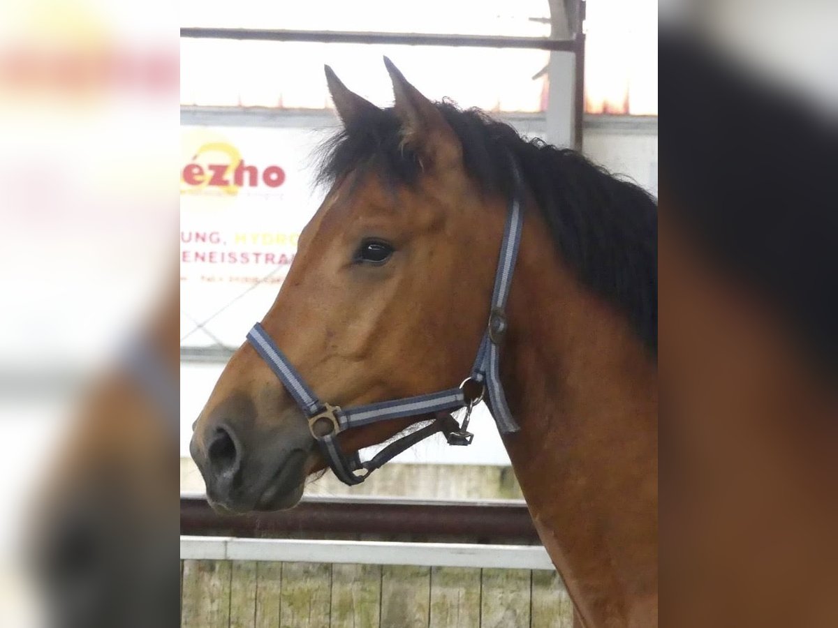 Freiberger Caballo castrado 3 años 160 cm Castaño in Emlichheim