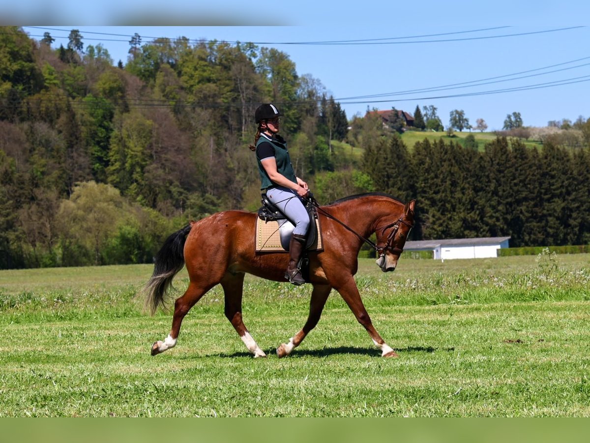 Freiberger Caballo castrado 3 años 160 cm Castaño in Arnegg