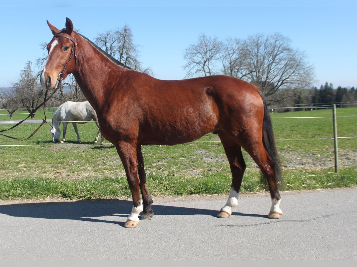 Freiberger Caballo castrado 3 años 160 cm Castaño in Schönholzerswilen