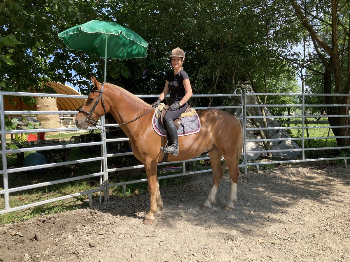 Freiberger Caballo castrado 3 años 164 cm Alazán in Rümmingen