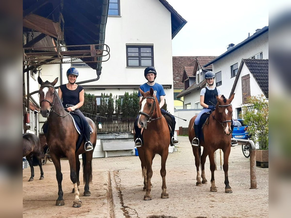 Freiberger Caballo castrado 4 años 158 cm Castaño in Rümmingen