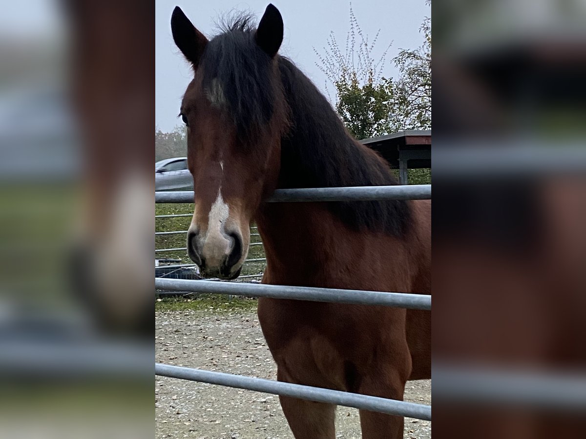 Freiberger Caballo castrado 5 años 154 cm Castaño in Tübach