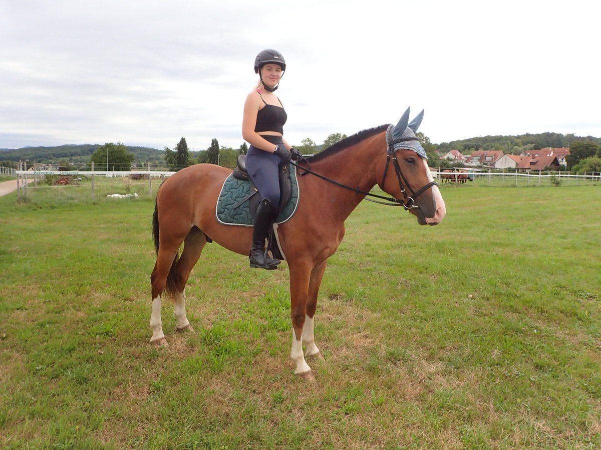 Freiberger Caballo castrado 5 años 158 cm Castaño in Rümmingen