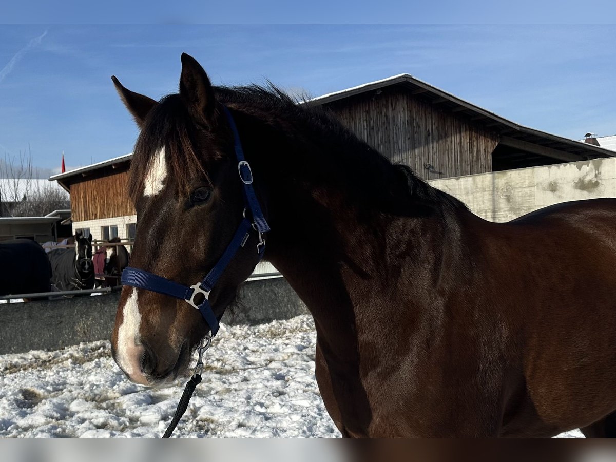 Freiberger Caballo castrado 6 años 160 cm Castaño oscuro in Tuggen