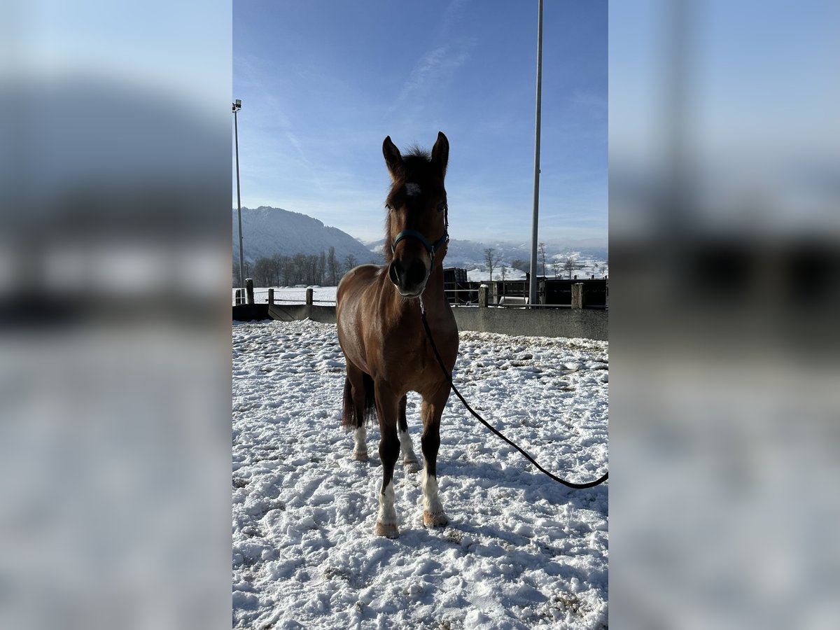 Freiberger Caballo castrado 6 años 163 cm Castaño in Tuggen