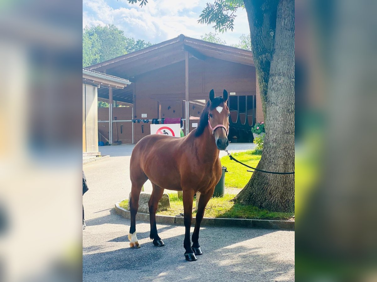 Freiberger Gelding 10 years 15,1 hh Brown in Dietikon