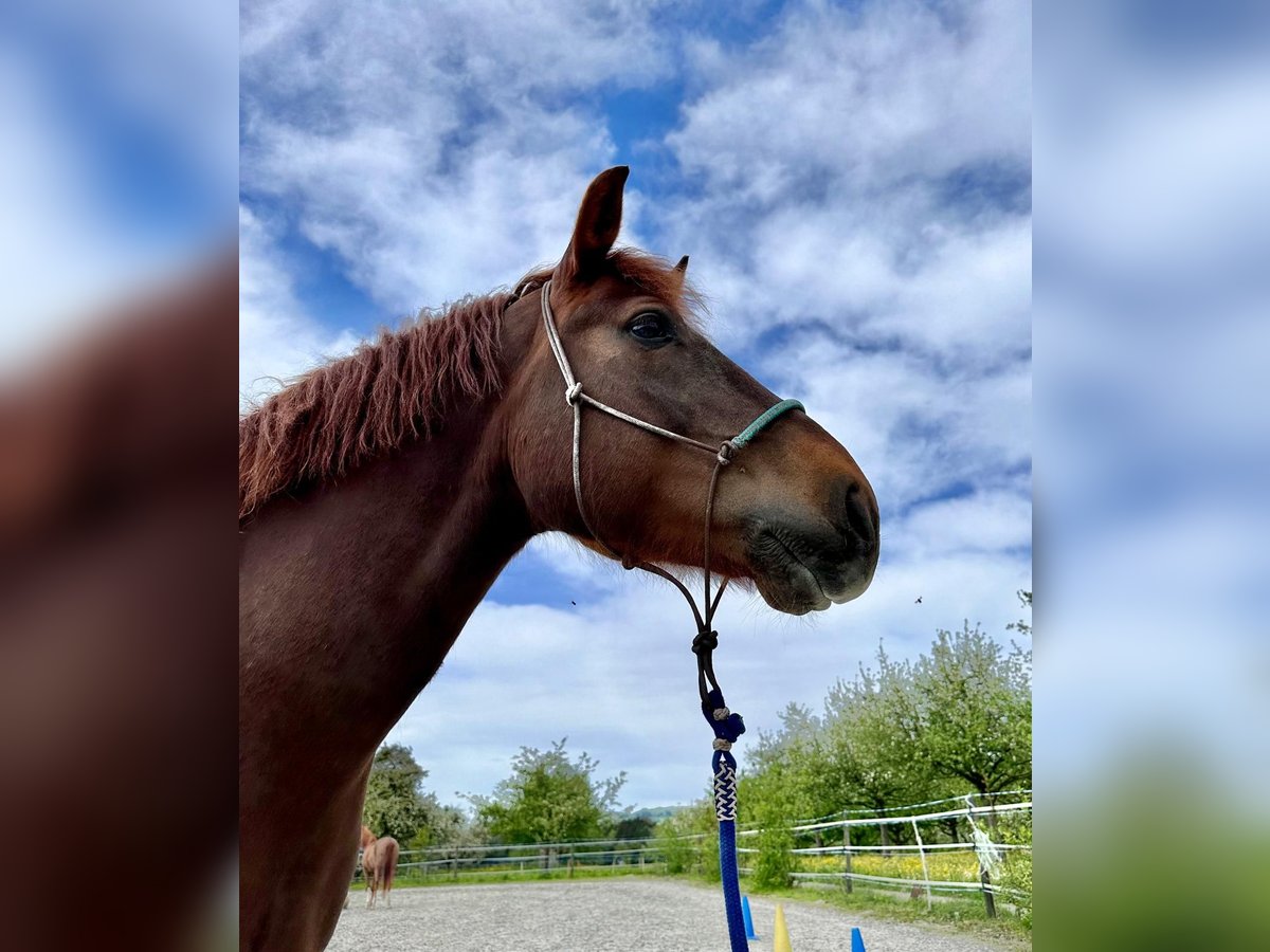 Freiberger Gelding 10 years 15,2 hh Chestnut in Märwil