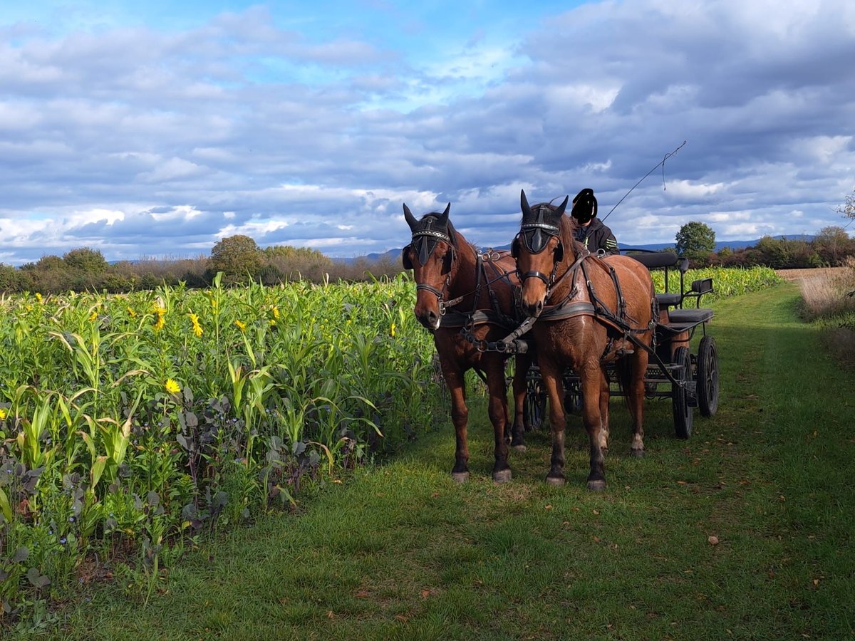 Freiberger Gelding 10 years 16 hh in Neuried