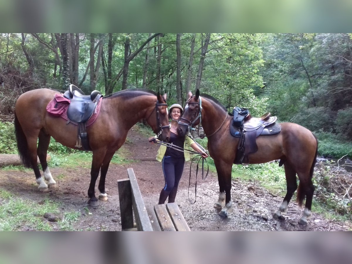 Freiberger Gelding 11 years 15,3 hh Smoky-Black in st julien les rosiers