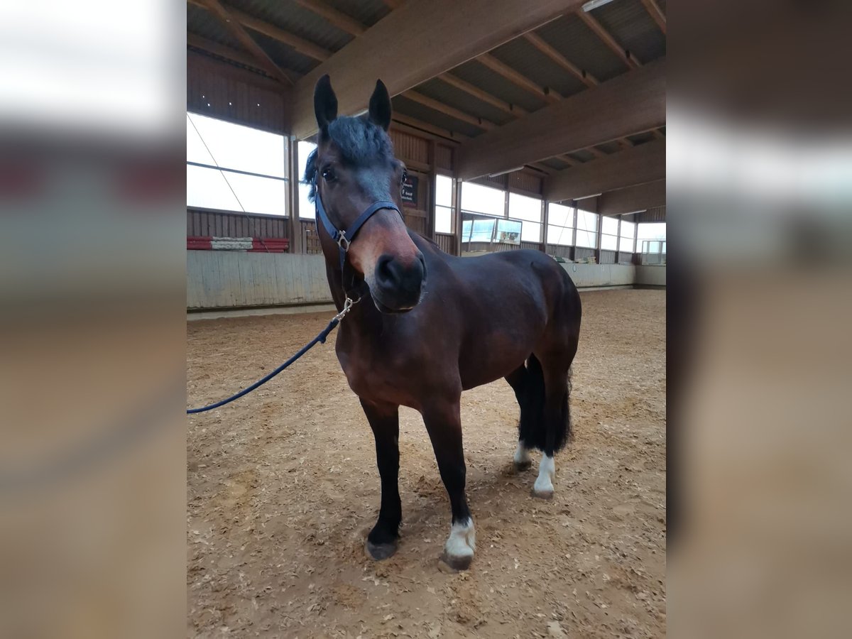 Freiberger Gelding 11 years 15,2 hh Bay-Dark in Bopfingen