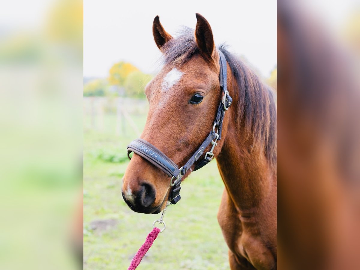 Freiberger Gelding 1 year in H&#xFC;rth