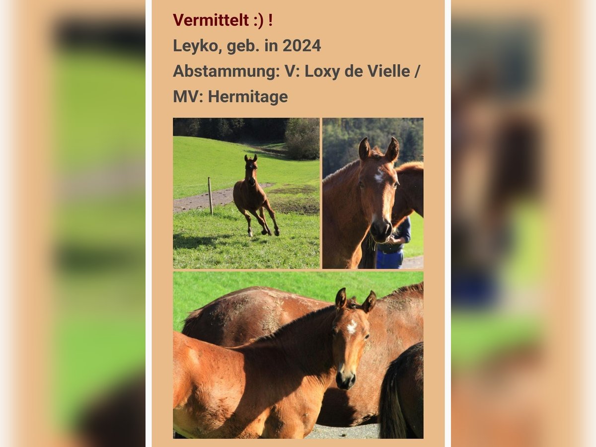 Freiberger Gelding 1 year in H&#xFC;rth