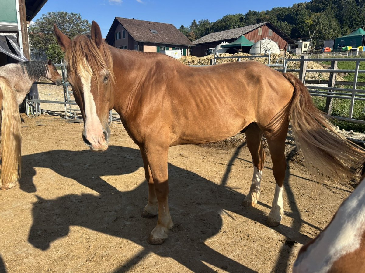 Freiberger Gelding 21 years Chestnut-Red in D&#xE4;niken SO
