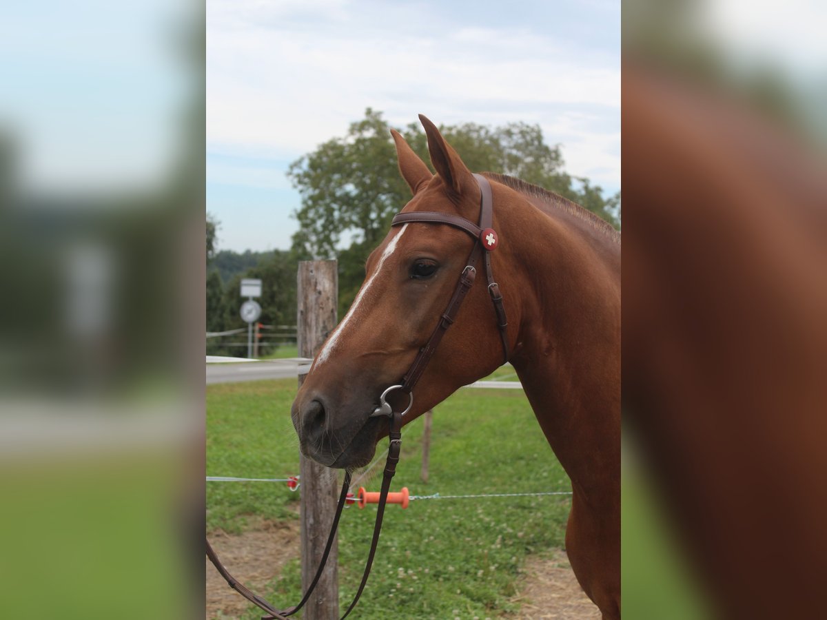 Freiberger Gelding 3 years 14,3 hh Chestnut-Red in Schönholzerswilen