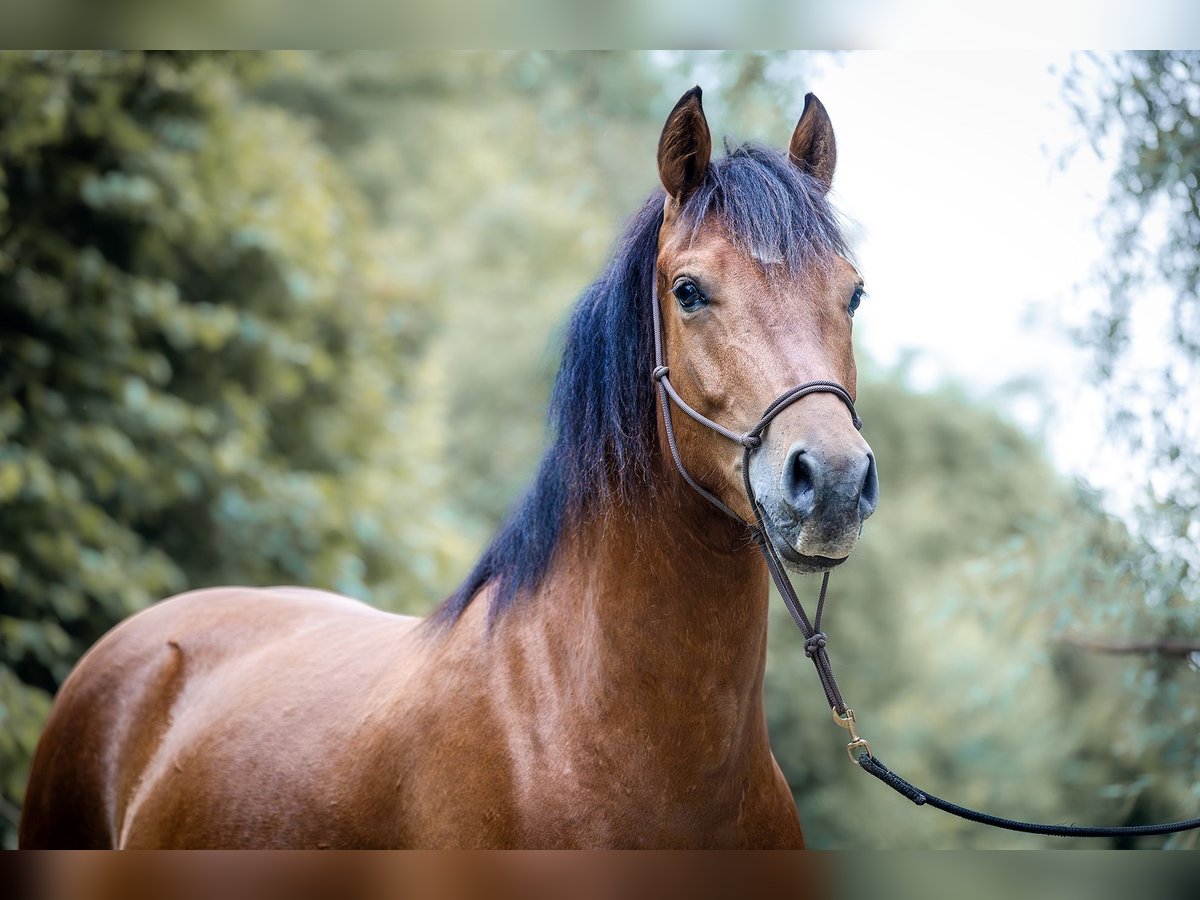 Freiberger Gelding 3 years 15,1 hh Brown in Köngen