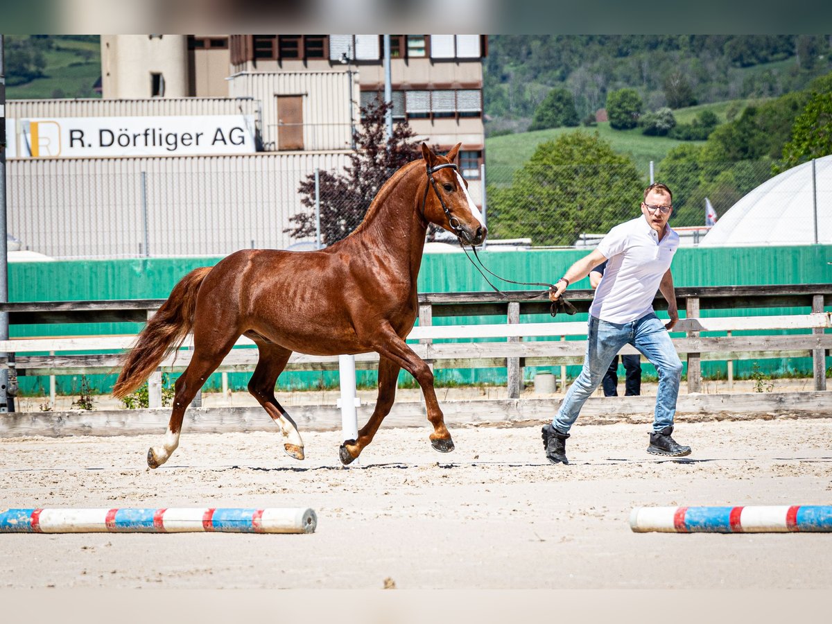 Freiberger Gelding 3 years 15 hh Chestnut-Red in Balsthal