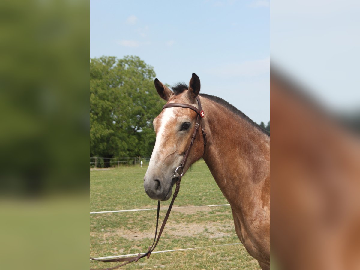 Freiberger Gelding 3 years 15,2 hh Can be white in Sch&#xF6;nholzerswilen