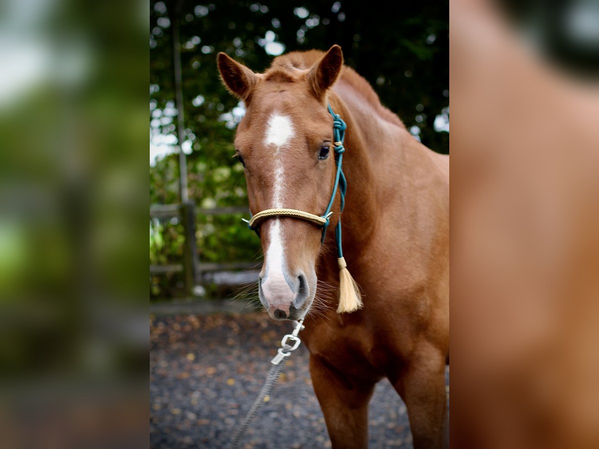 Freiberger Gelding 3 years 16 hh Chestnut-Red in Paderborn