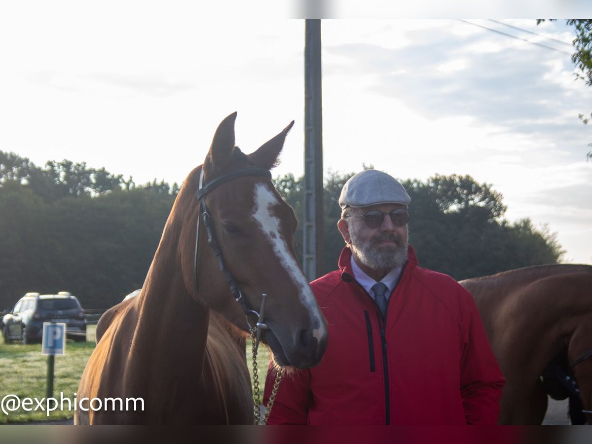 Freiberger Gelding 4 years 14,3 hh Brown in Saint-Denis