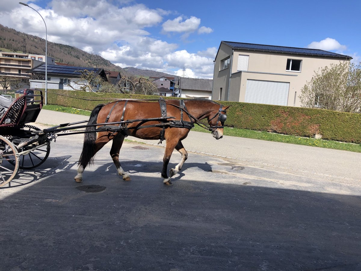 Freiberger Gelding 4 years 14,3 hh Brown in R&#xFC;mmingen