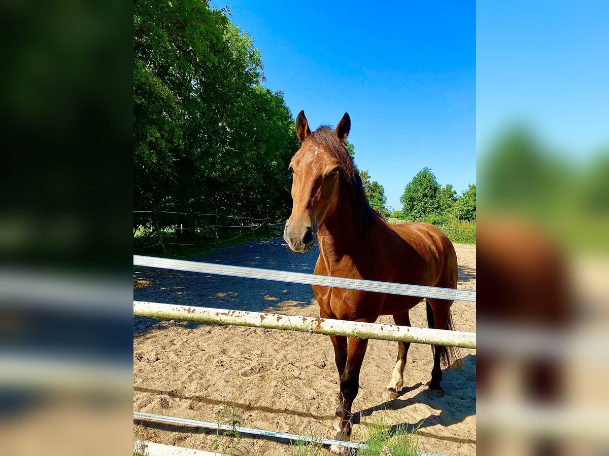 Freiberger Gelding 4 years 15,1 hh Brown in Burgwedel