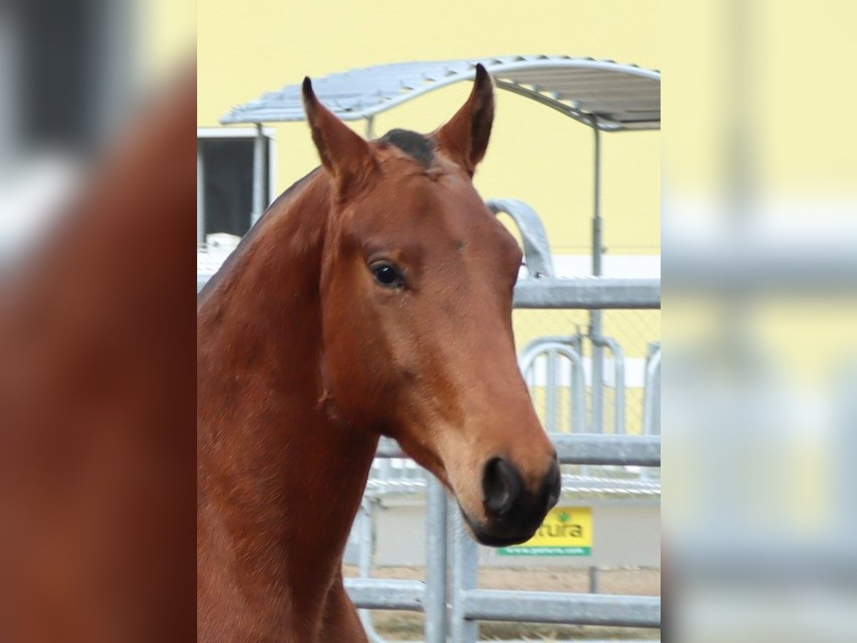 Freiberger Gelding 4 years 15,1 hh Brown in Balsthal