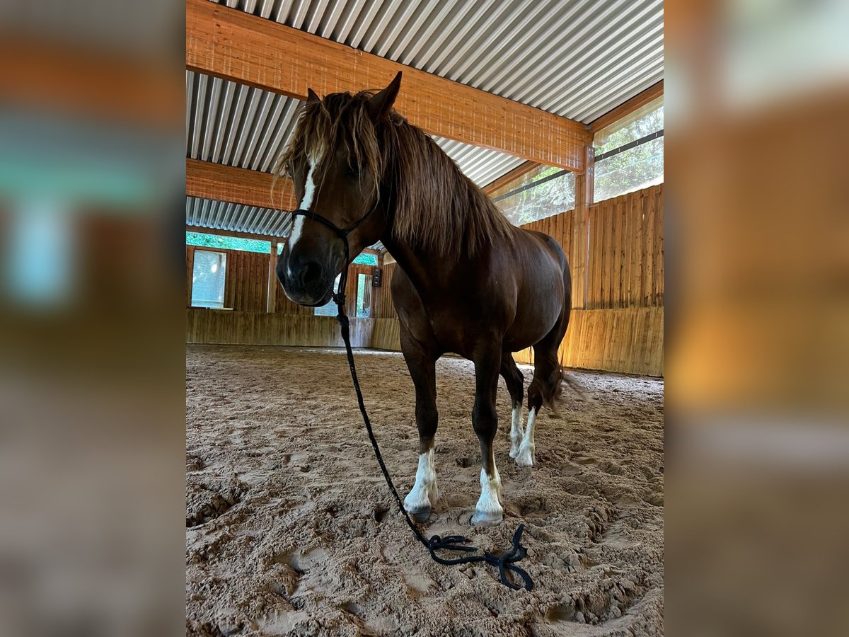 Freiberger Gelding 4 years 15,1 hh in Viesecke Freiberger Gelding 4 years 15,1 hh in Viesecke