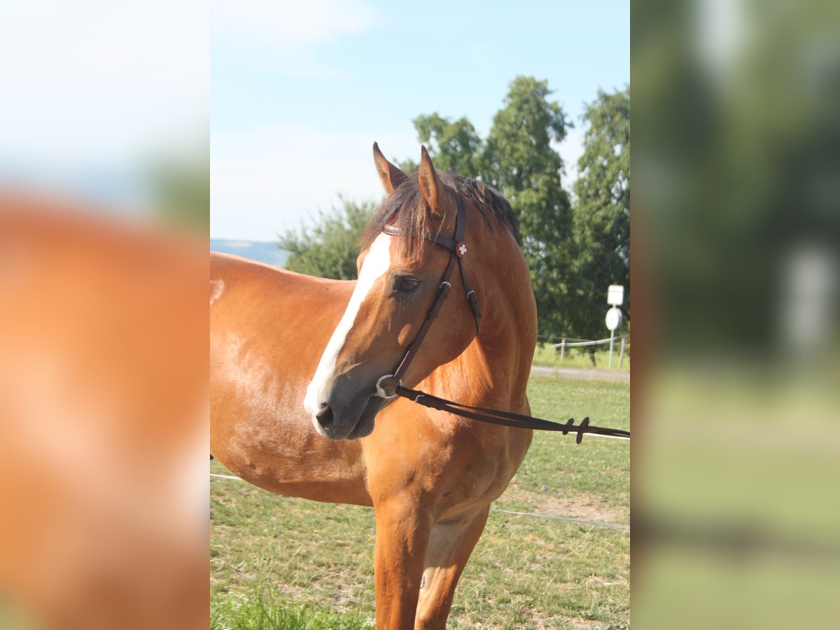 Freiberger Gelding 5 years 16 hh Brown in Sch&#xF6;nholzerswilen