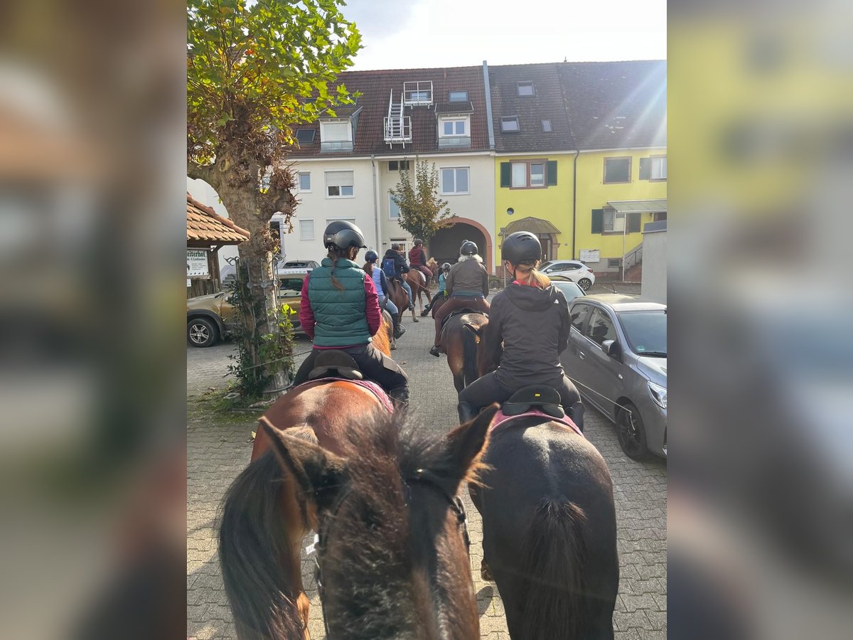 Freiberger Gelding 6 years 15,2 hh Chestnut-Red in Rümmingen