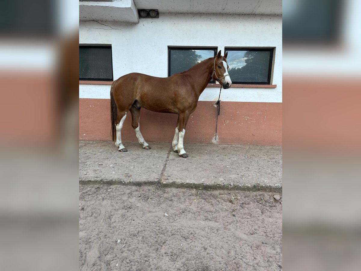 Freiberger Gelding 6 years 15,2 hh Chestnut-Red in Rümmingen