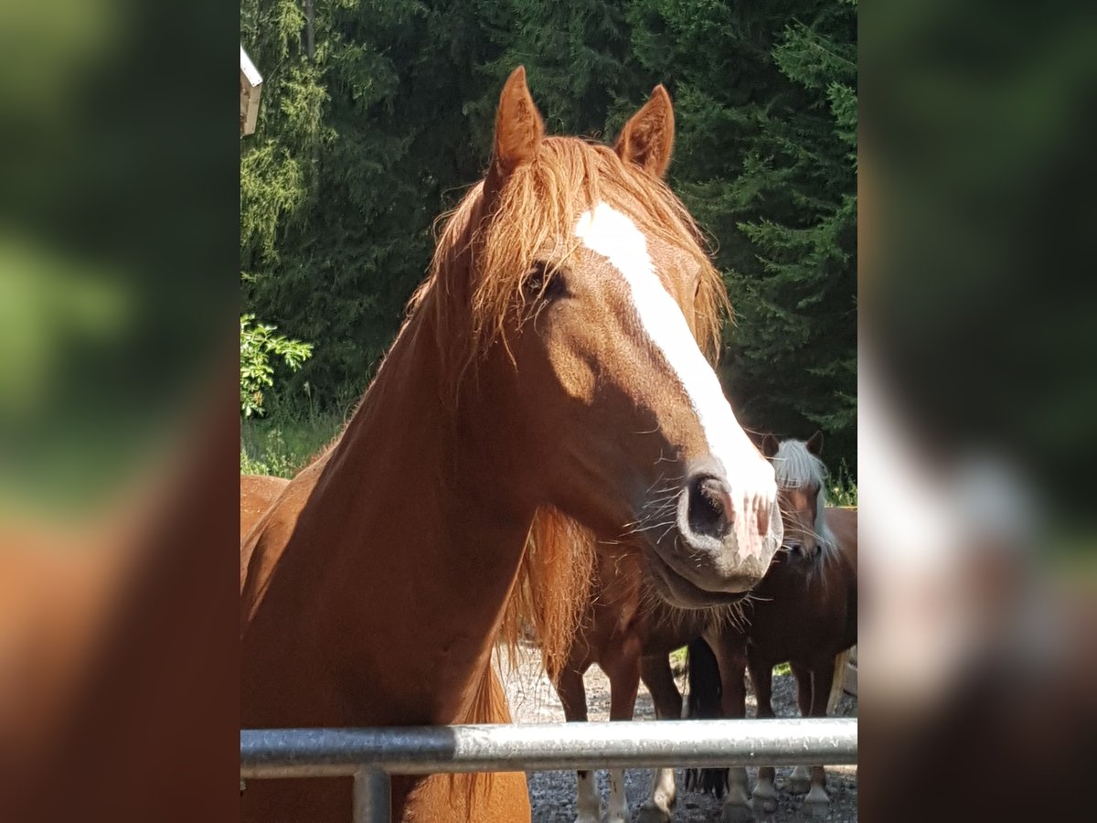 Freiberger Gelding 7 years 15,1 hh Chestnut-Red in Sulzberg