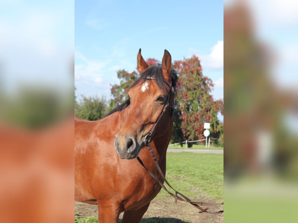 Freiberger Gelding 7 years 16 hh Brown in Sch&#xF6;nholzerswilen