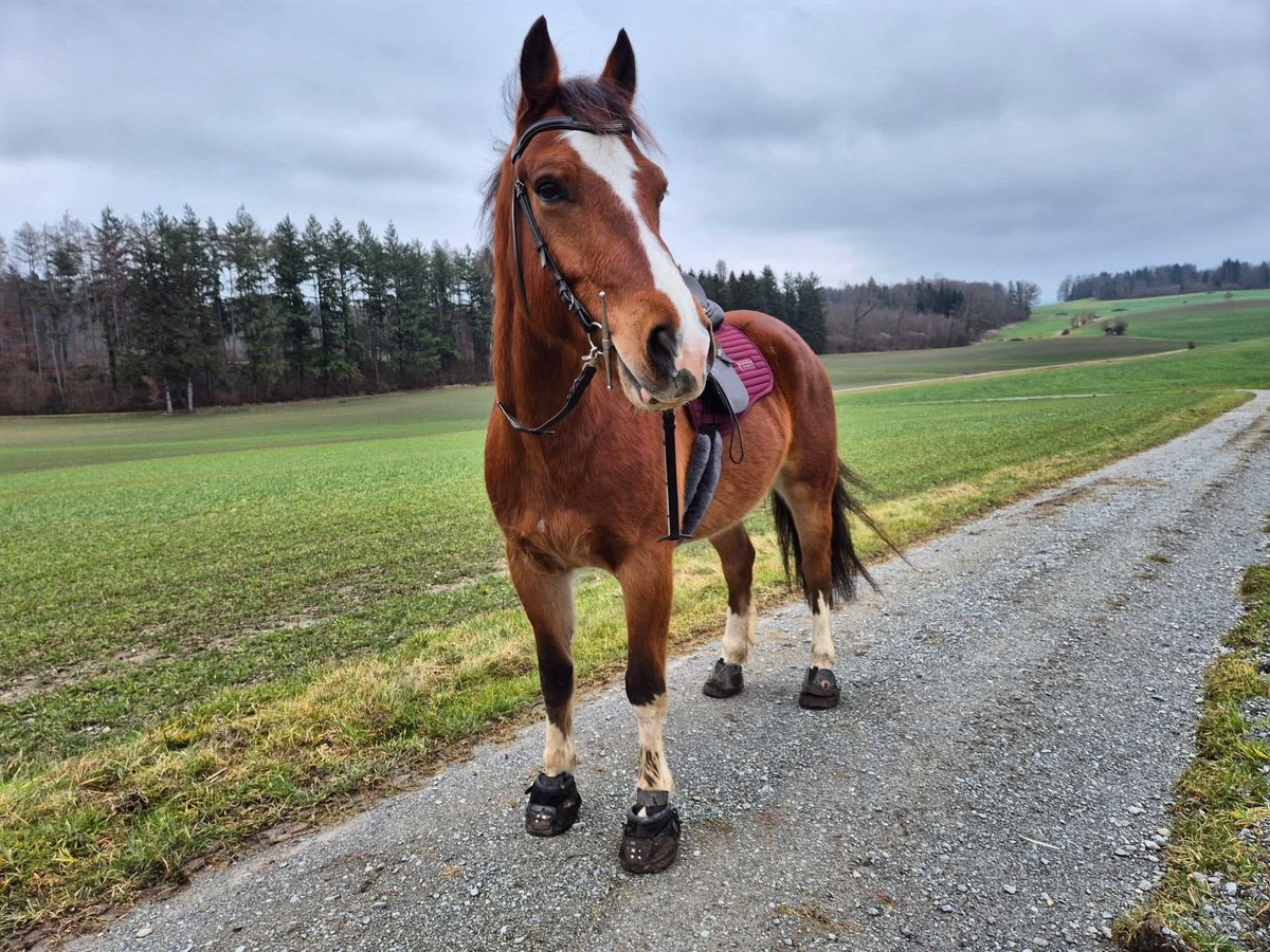 Freiberger Gelding 7 years 16 hh Brown in Cham