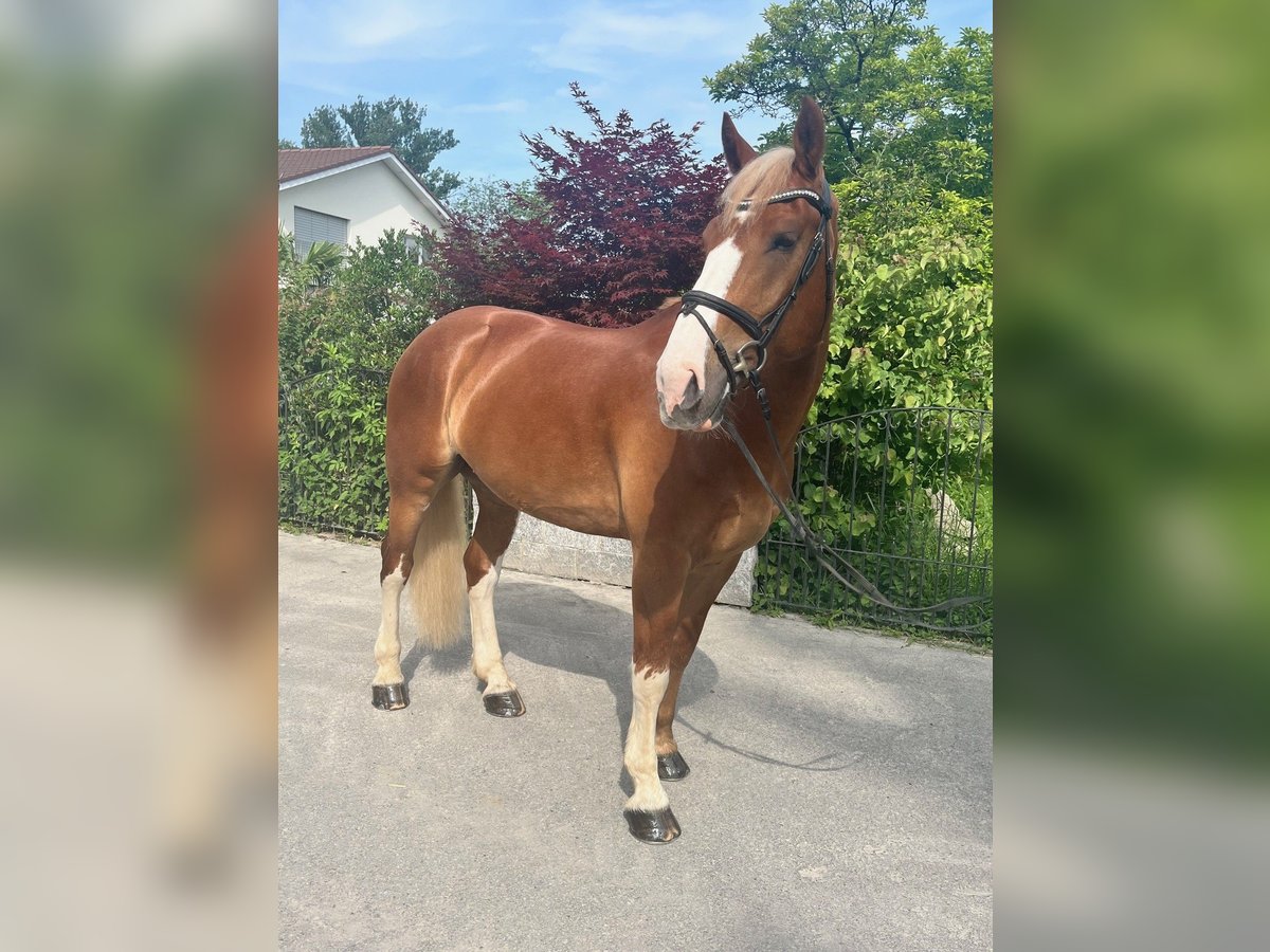 Freiberger Gelding 7 years 16 hh Chestnut-Red in Buchs ZH