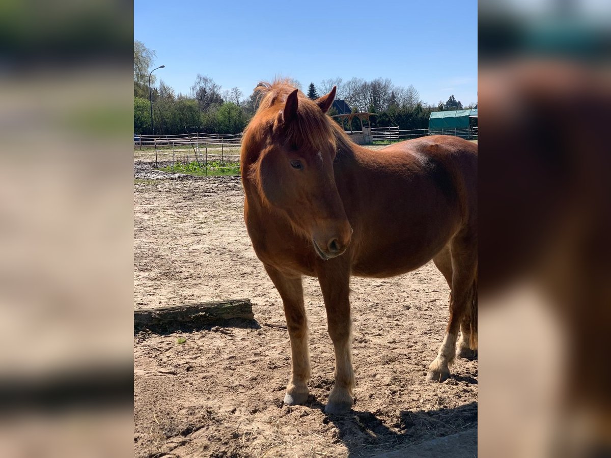 Freiberger Gelding 8 years 15,2 hh Chestnut-Red in Langenfeld