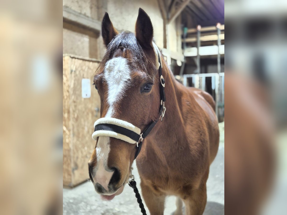 Freiberger Gelding 8 years 15,3 hh Brown in Cham