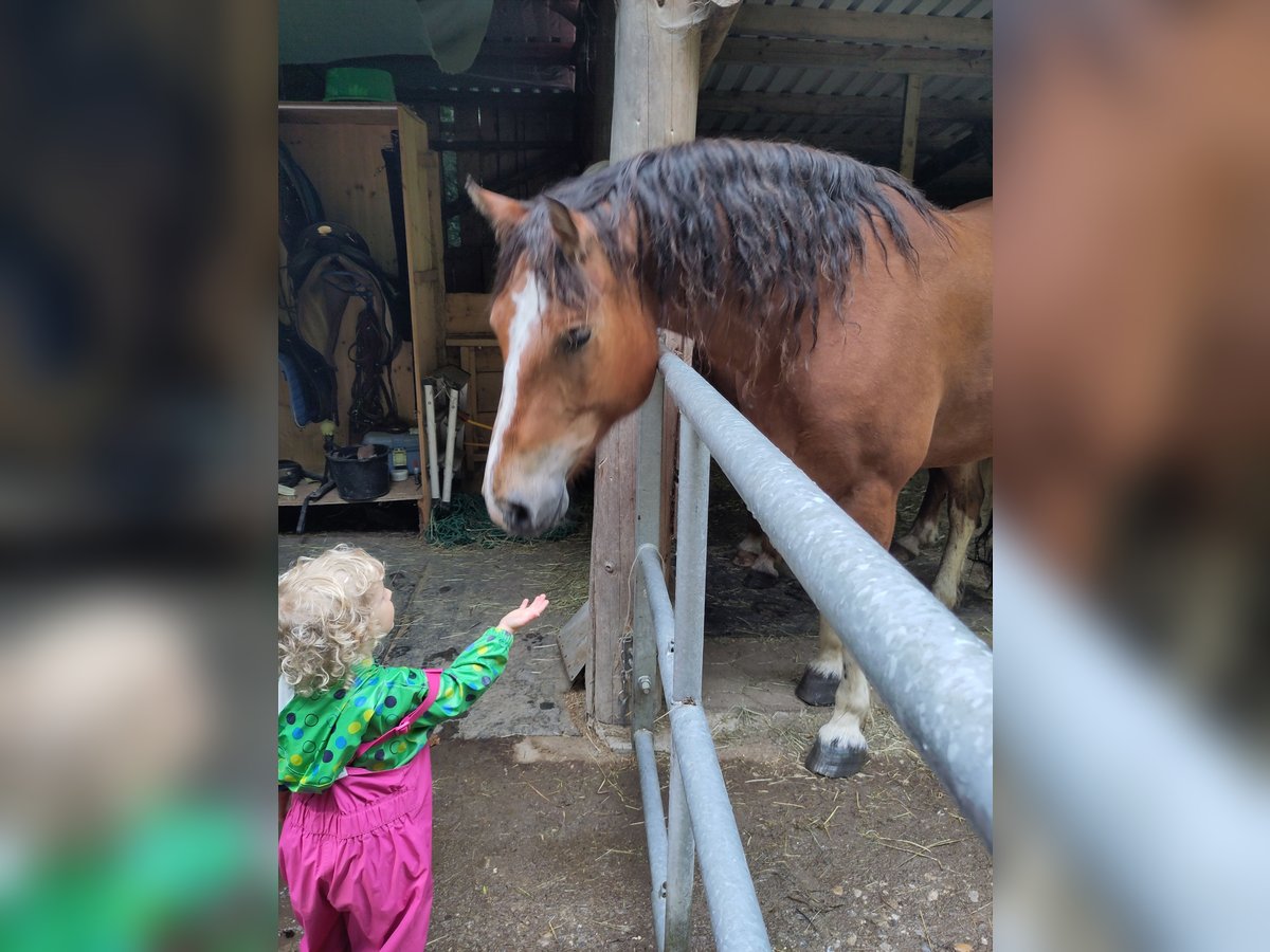 Freiberger Gelding 8 years 15,1 hh Brown in Sulzberg