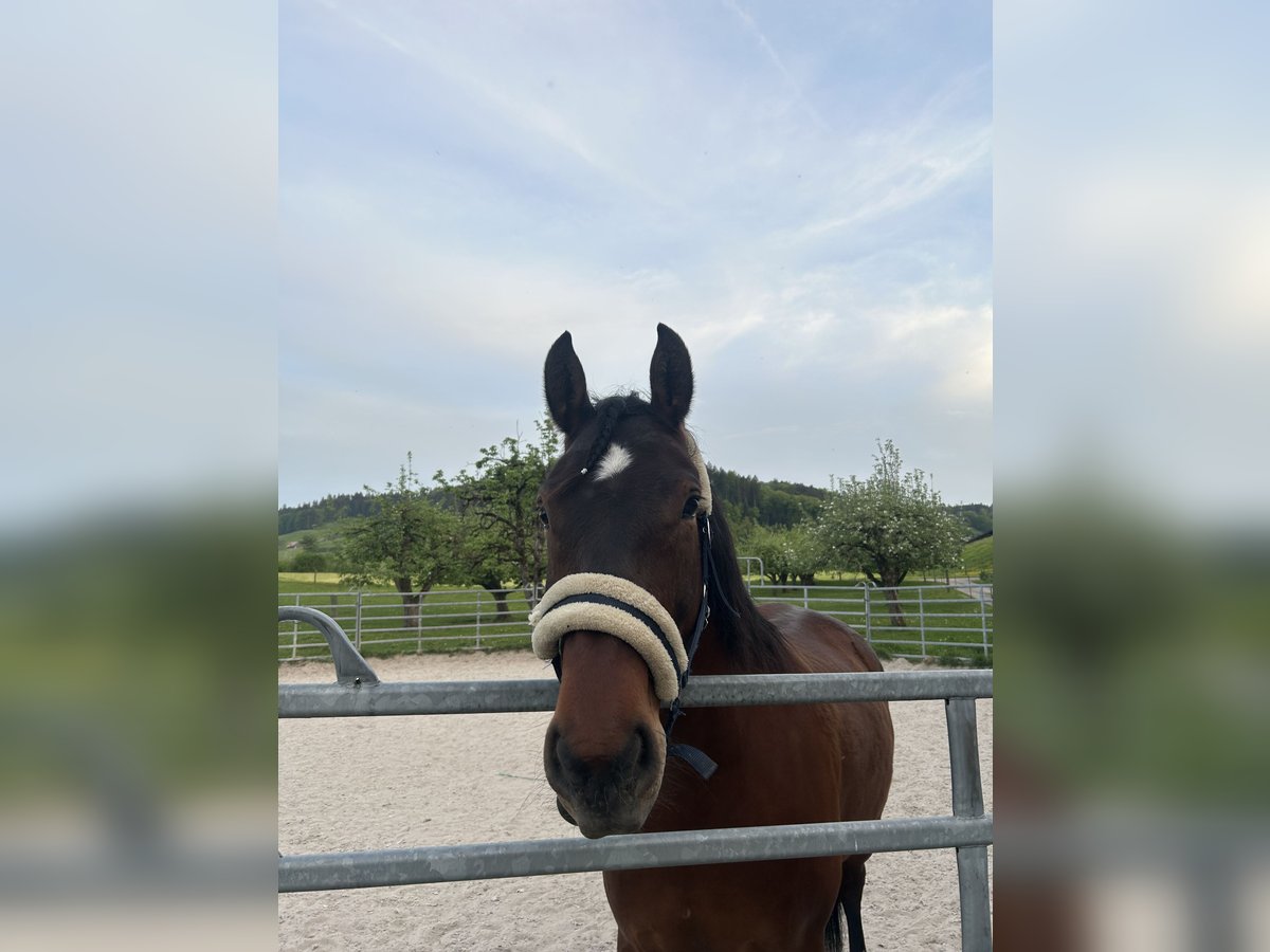 Freiberger Gelding 8 years 15,2 hh Brown in Hasle b. Burgdorf