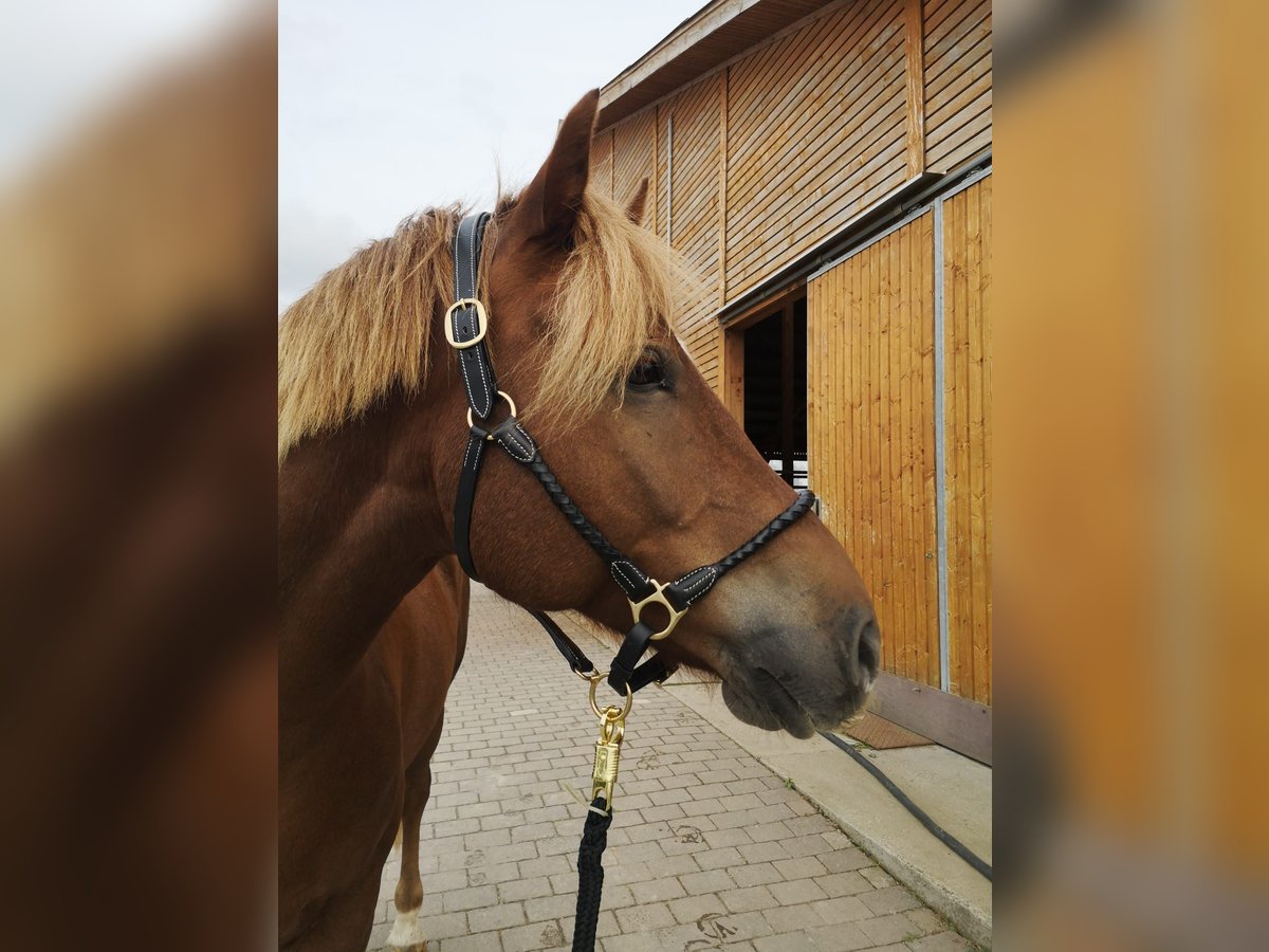 Freiberger Gelding 8 years 15,3 hh in Frankfurt am Main