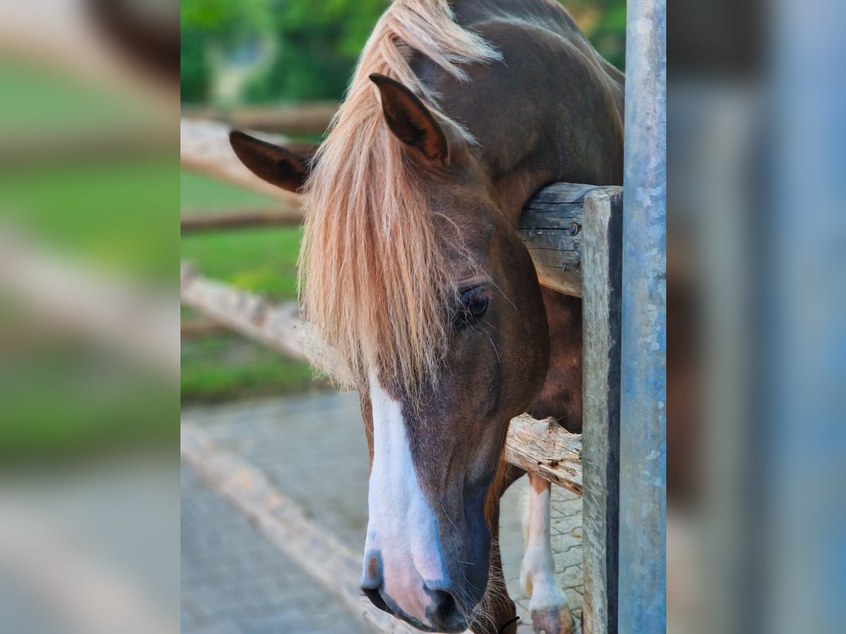 Freiberger Gelding 8 years 16 hh Chestnut-Red in Bern