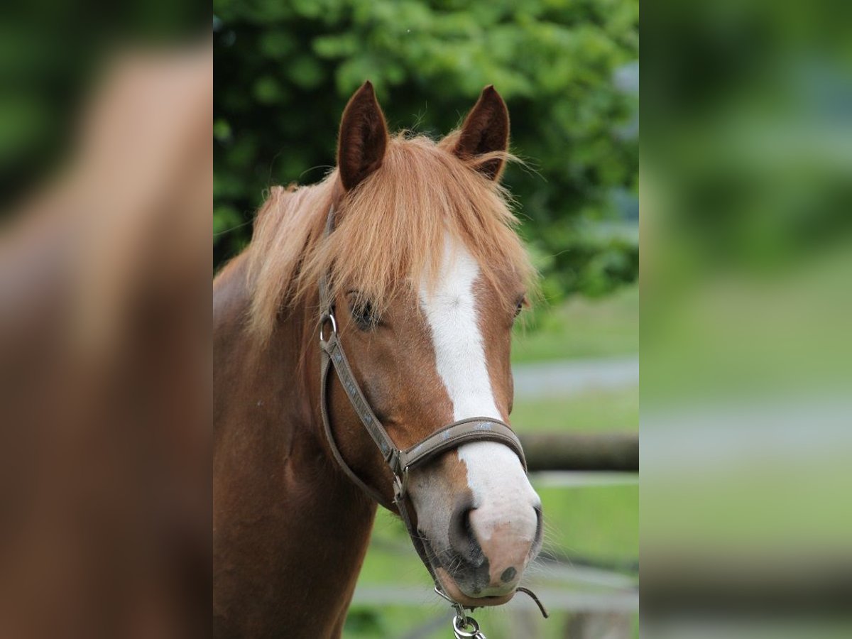 Freiberger Gelding 9 years 16 hh Chestnut-Red in GrevenGreven